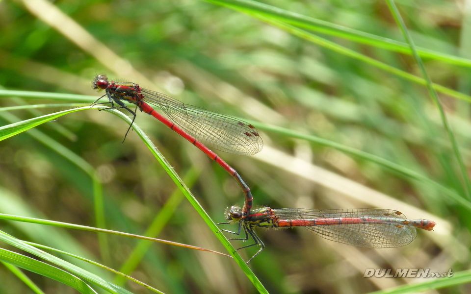 Tandem Large Red Damsel (Pyrrhosoma nymphula)